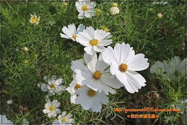 IMG_2036 (620x413).jpg