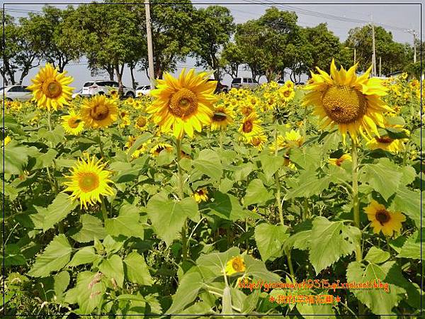 P8880229 (620x465).jpg