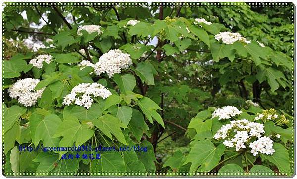 IMG_2335 (620x371).jpg