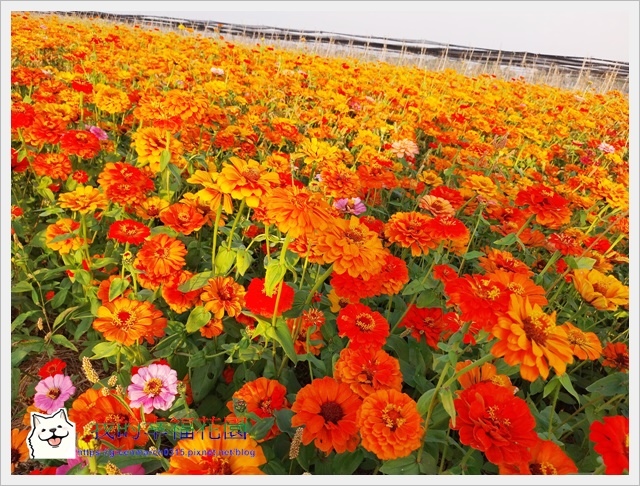 雲林花海 莿桐孩沙里 (15).jpg