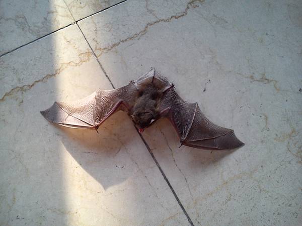 蝙蝠