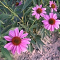 6紫錐菊4.jpg