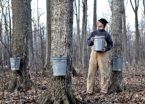 maple harvest