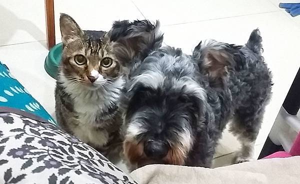 dogncat02.jpg dogncat02.jpg