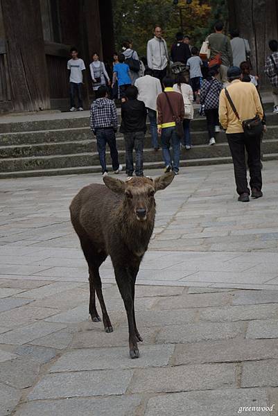 2009Japan (539).jpg