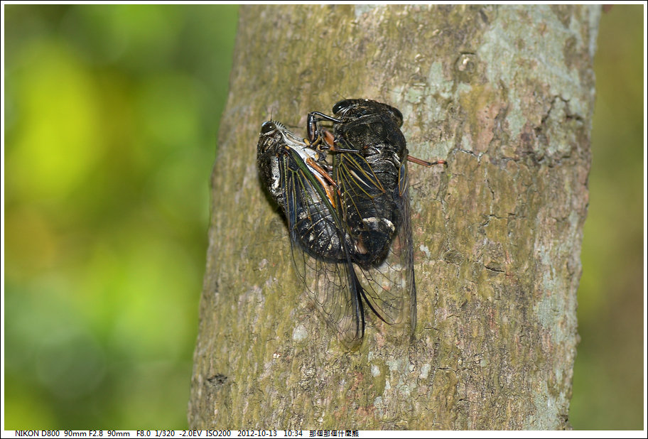 高砂熊蟬交尾 最終章12年10月13日 那個那個什麼熊 痞客邦 高砂熊蟬交尾 最終章12年10月13日 那個那個什麼熊 痞客邦