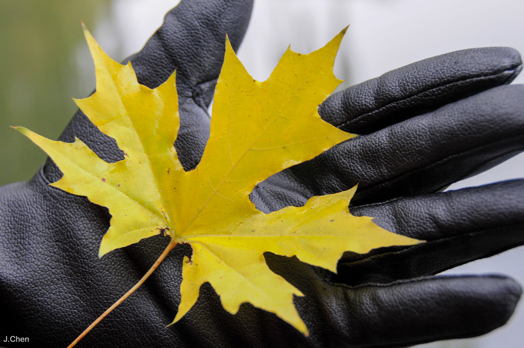 《頤和園、北京大學、奧體中心》2015年11月21日 20151121-DSC_5451.jpg