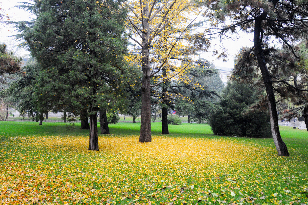 《頤和園、北京大學、奧體中心》2015年11月21日 20151121-DSC_5483.jpg