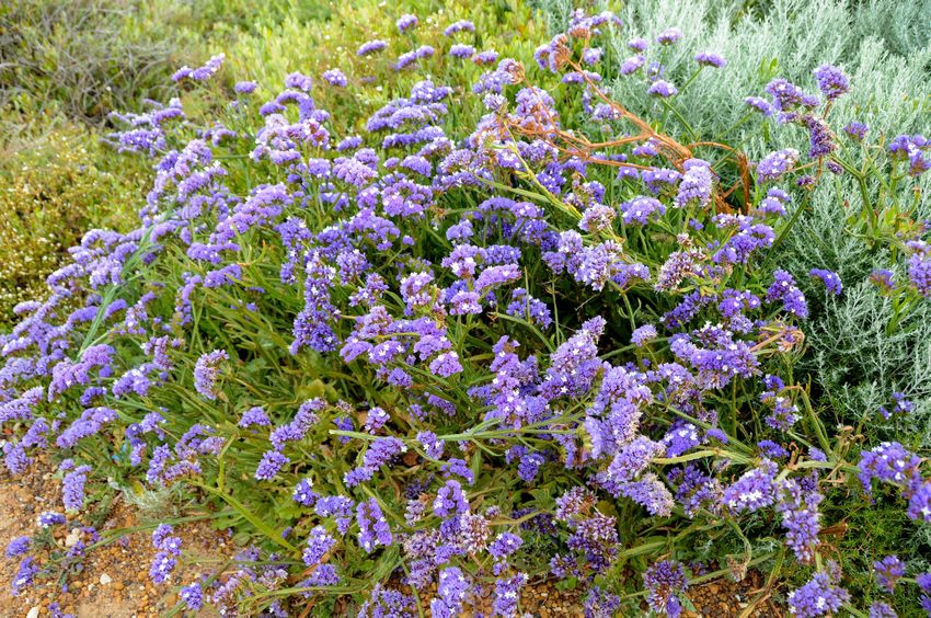 在西澳必做的三十五件事—(1) Injidup Natura 在西澳必做的三十五件事—(1) Injidup Natura