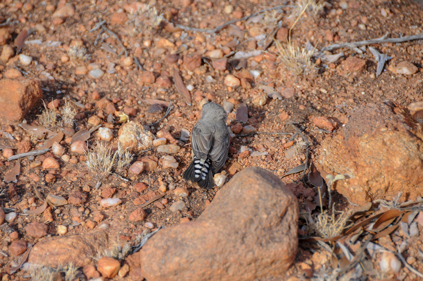在西澳必做的三十五件事—(22) 攀爬奧古斯都山(Part 在西澳必做的三十五件事—(22) 攀爬奧古斯都山(Part