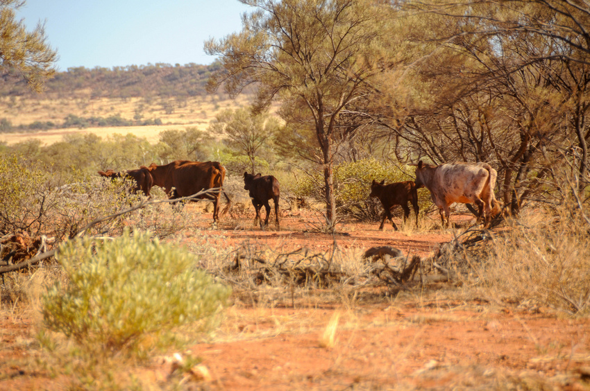 由西北前進奧古斯都山(Part 1) (Mount Augu 由西北前進奧古斯都山(Part 1) (Mount Augu