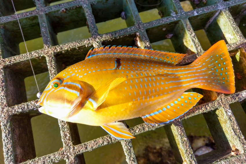 離開奧古斯都山(Part 4)(Mount Augustus 離開奧古斯都山(Part 4)(Mount Augustus