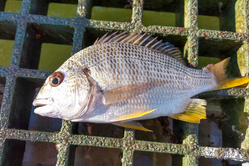離開奧古斯都山(Part 4)(Mount Augustus 離開奧古斯都山(Part 4)(Mount Augustus