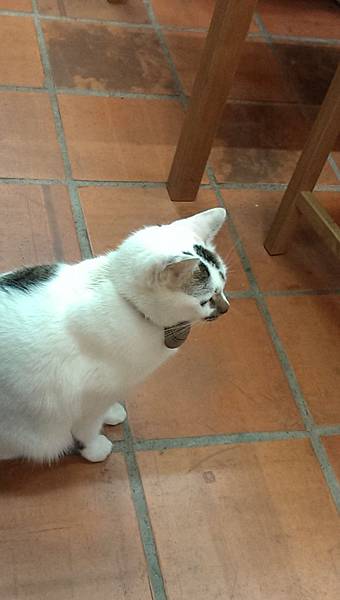 【新北景點推薦】到猴硐火車站除了看貓外,還有很多好吃的:21 【新北景點推薦】到猴硐火車站除了看貓外,還有很多好吃的:21