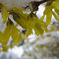 春天的雪.春天的花