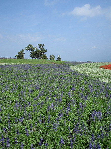 久住花公園