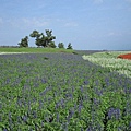 久住花公園