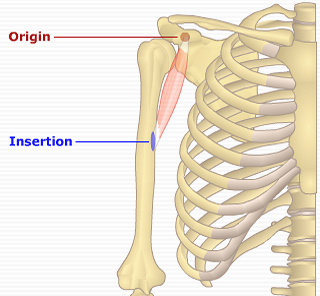 CORACOBRACHIALIS.JPG