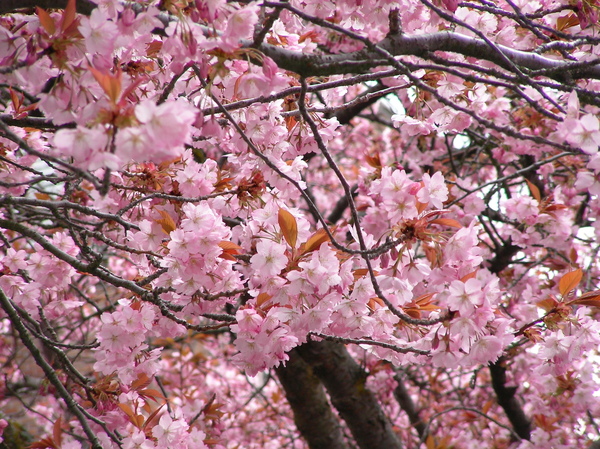 Sakura