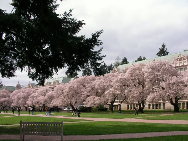 Sakura at school