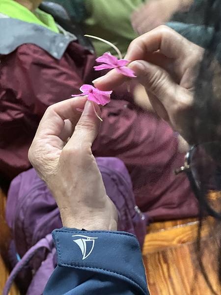 2025.5.11(日)天氣雨 土城自然景觀保護協會 第五組