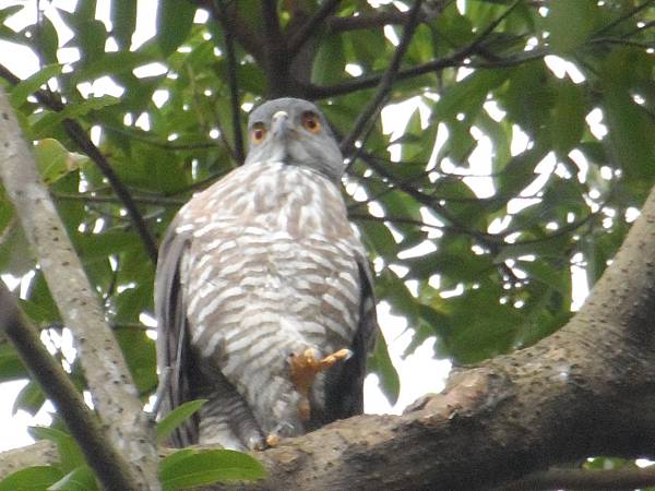 鳳頭蒼鷹也有萌樣