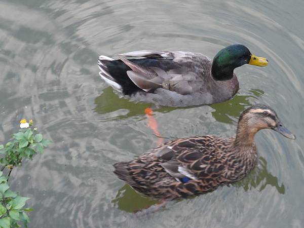 鳳頭蒼鷹也有萌樣