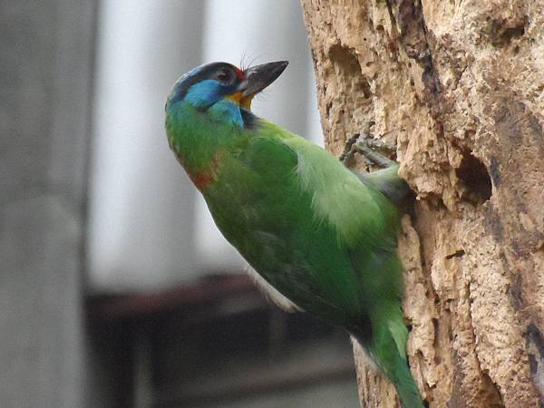 花鳳蝶