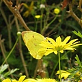 北宜花三日遊013.JPG