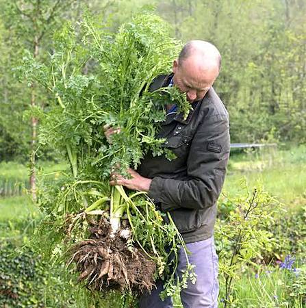 味道激像香菜！「死人手指」只吃一小撮葉就會要人命-2