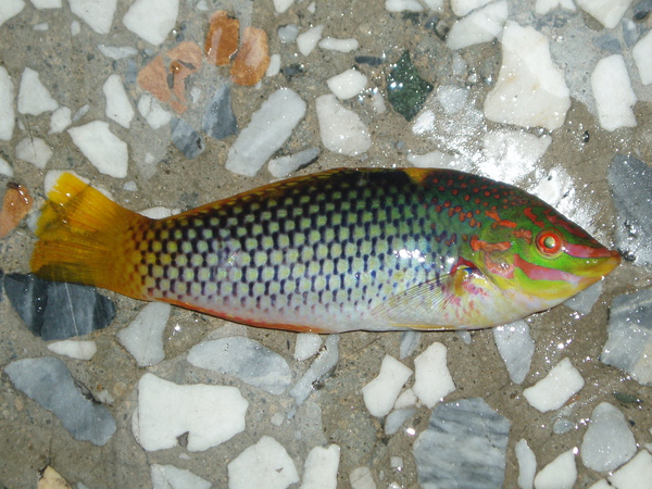 雲斑海豬魚