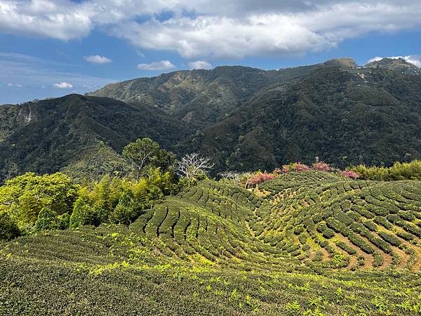 【南投竹山景點】八卦茶園昭和櫻花林-春季限定粉嫩櫻花林!翠綠