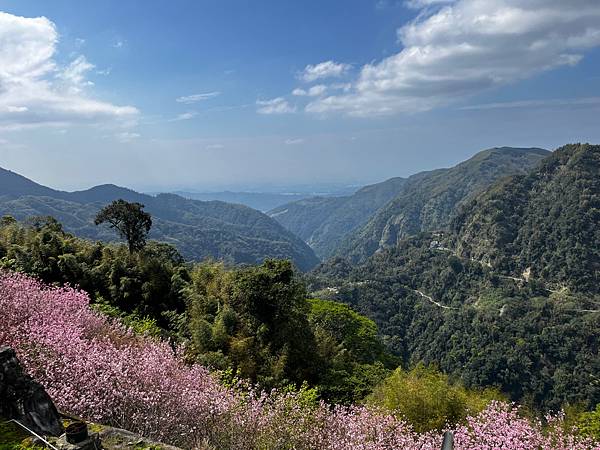 【南投竹山景點】八卦茶園昭和櫻花林-春季限定粉嫩櫻花林!翠綠