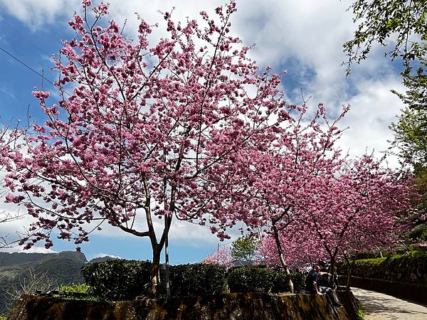 【南投竹山景點】八卦茶園昭和櫻花林-春季限定粉嫩櫻花林!翠綠