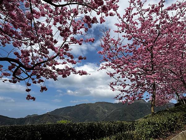 【南投竹山景點】八卦茶園昭和櫻花林-春季限定粉嫩櫻花林!翠綠