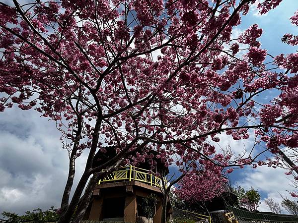 【南投竹山景點】八卦茶園昭和櫻花林-春季限定粉嫩櫻花林!翠綠 【南投竹山景點】八卦茶園昭和櫻花林-春季限定粉嫩櫻花林!翠綠