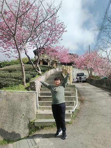 【南投竹山景點】八卦茶園昭和櫻花林-春季限定粉嫩櫻花林!翠綠