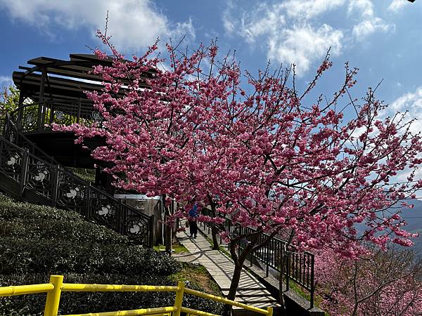 【南投竹山景點】八卦茶園昭和櫻花林-春季限定粉嫩櫻花林!翠綠