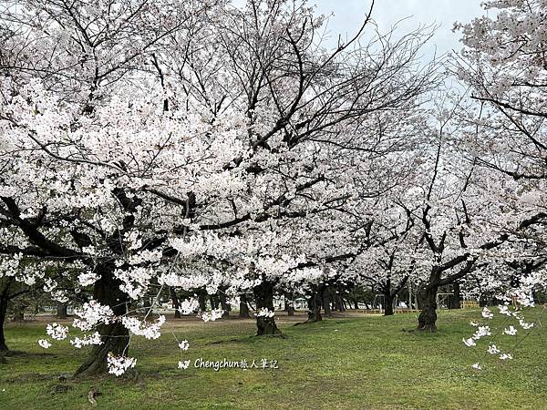 關西賞櫻秘境，濱寺公園，絕景櫻の森 !