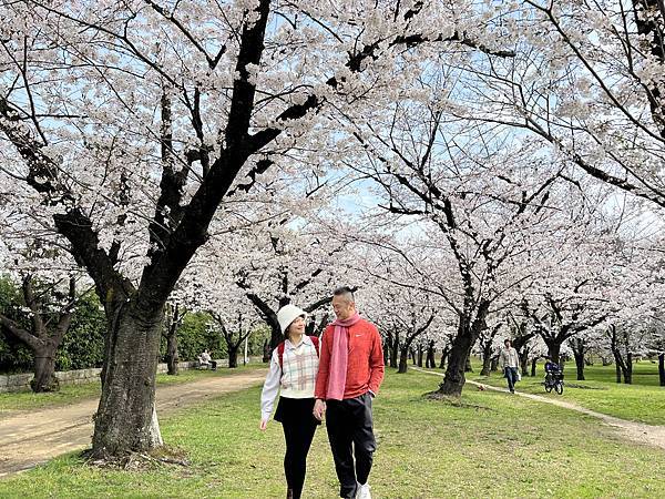 關西賞櫻秘境，濱寺公園，絕景櫻の森 !