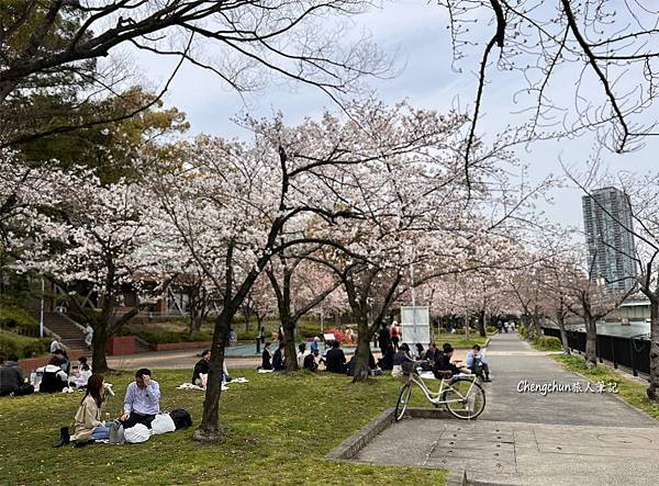 大阪京都賞櫻，毛馬櫻之宮+蹴上傾斜鐵道+哲學之道+ 祇園白川