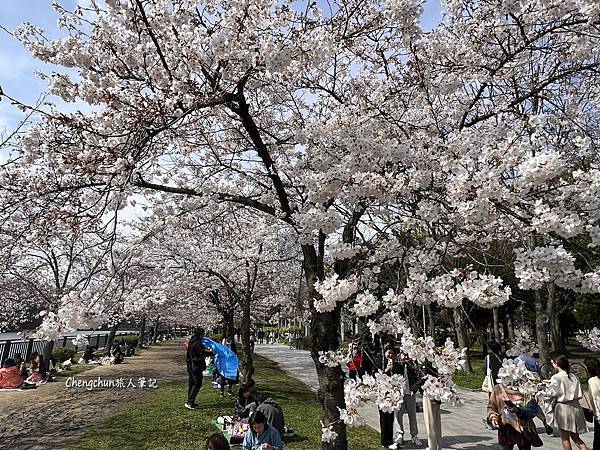 關西賞櫻，大阪城公園滿開 ! 壯觀、夢幻 !