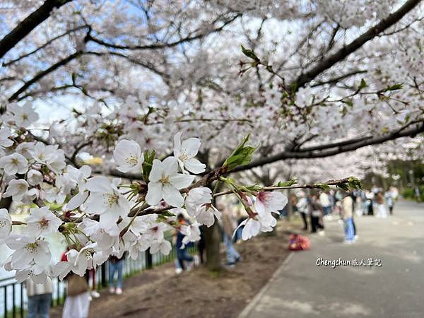 關西賞櫻，大阪城公園滿開 ! 壯觀、夢幻 !