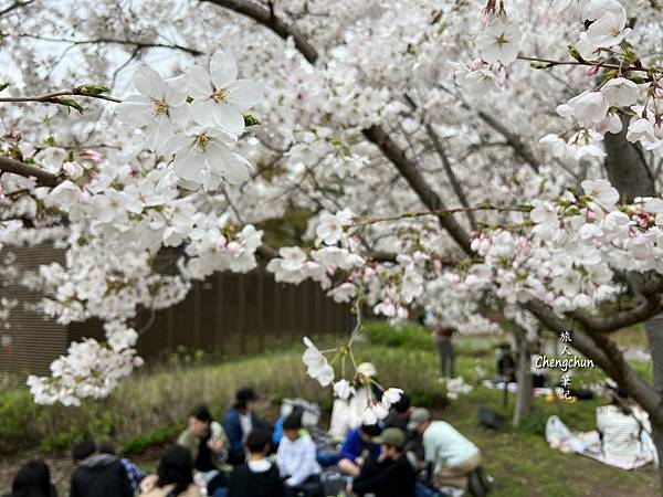 關西賞櫻，大阪城公園滿開 ! 壯觀、夢幻 !