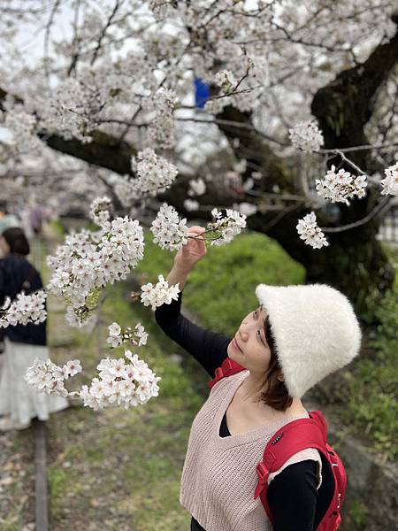 關西賞櫻，大阪城公園滿開 ! 壯觀、夢幻 !