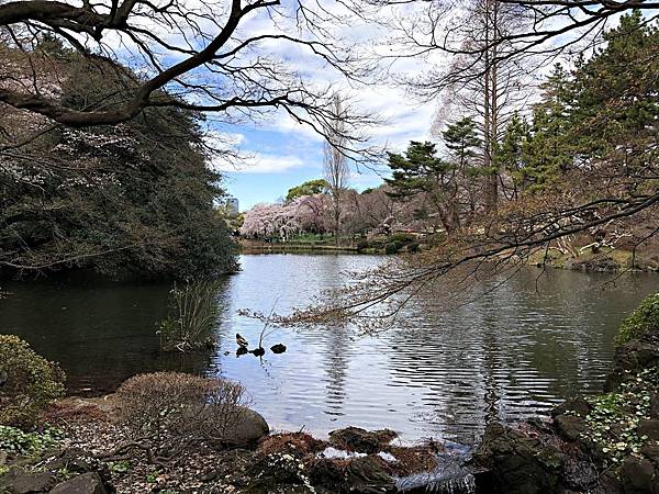 東京櫻花自由行 (10).jpg