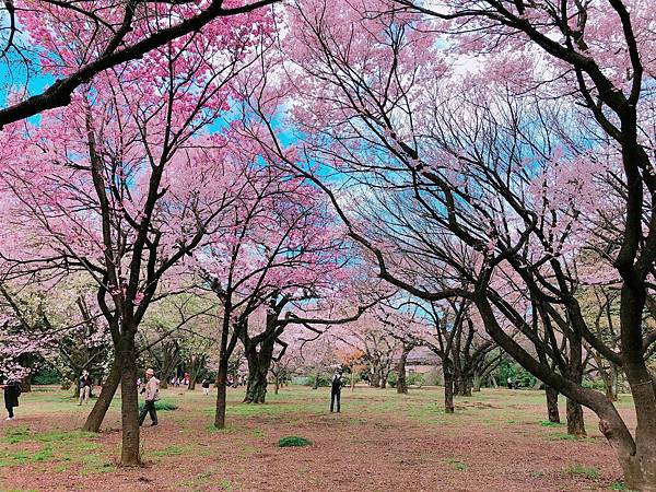 東京櫻花自由行 (26).jpg