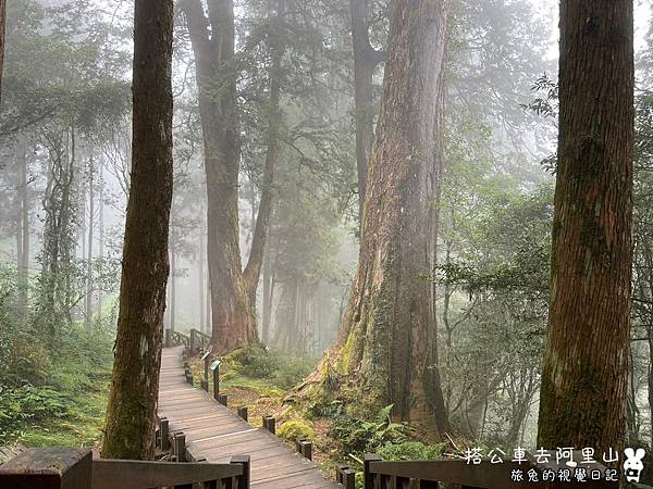 搭公車去阿里山-47.jpg