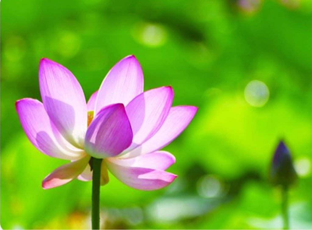 蓮花照 蓮花照