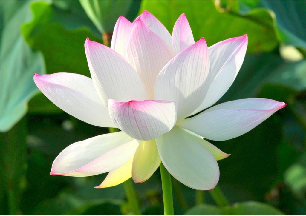 蓮花白粉 (2) 蓮花白粉 (2)